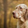 Imagen de No me gustan los setters (y lombok lo empeora)